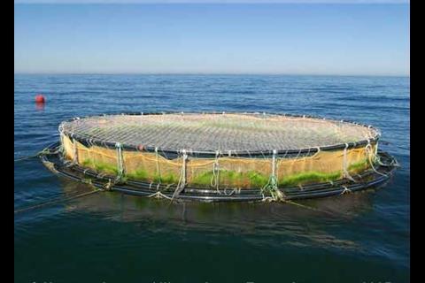 Aquaculture in Chile